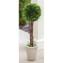 Boxwood Topiary